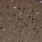 Immunohistochemical staining of human cerebral cortex shows high expression.