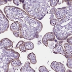 Immunohistochemical staining of human placenta shows moderate membranous positivity in trophoblastic cells.