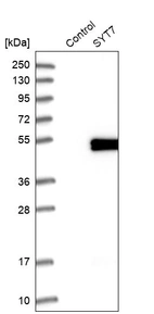 Western blot analysis in control (vector only transfected HEK293T lysate) and SYT7 over-expression lysate (Co-expressed with a C-terminal myc-DDK tag (~3.1 kDa) in mammalian HEK293T cells, LY401350).