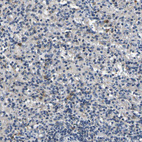 Anti-NLRP3 Antibody