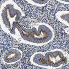 Immunohistochemical staining of human endometrium shows strong granular cytoplasmic positivity in glandular cells.
