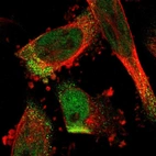 Immunofluorescent staining of human cell line U-251 MG shows localization to nucleoplasm & vesicles.