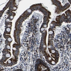 Immunohistochemical staining of human small intestine shows strong granular cytoplasmic positivity in glandular cells.