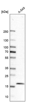 Western blot analysis in human cell line A-549.