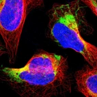 Immunofluorescent staining of human cell line U-2 OS shows localization to mitochondria.
