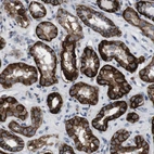 Immunohistochemical staining of human kidney shows high expression.