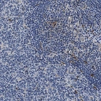 Immunohistochemical staining of human lymph node shows low expression as expected.
