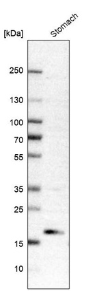 Western blot analysis in human stomach tissue.