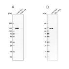 Western blot analysis using Anti-ARHGEF1 antibody HPA012924 (A) shows similar pattern to independent antibody HPA060784 (B).
