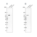 Western blot analysis using Anti-ARHGEF1 antibody HPA012924 (A) shows similar pattern to independent antibody HPA060784 (B).