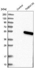 Western blot analysis in control (vector only transfected HEK293T lysate) and TMEM130 over-expression lysate (Co-expressed with a C-terminal myc-DDK tag (~3.1 kDa) in mammalian HEK293T cells, LY407211).