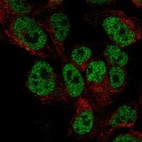 Immunofluorescent staining of human cell line HAP1 shows localization to nucleoplasm.