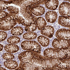 Immunohistochemical staining of human stomach shows strong cytoplasmic positivity in glandular cells.