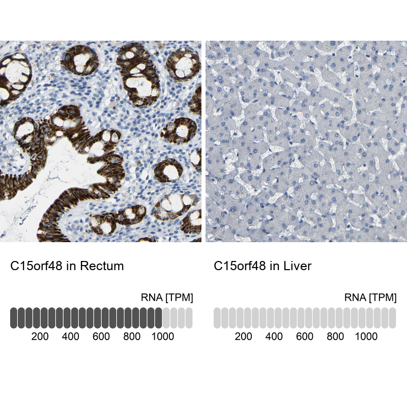 Anti-C15orf48 Antibody