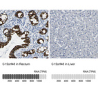 Anti-C15orf48 Antibody