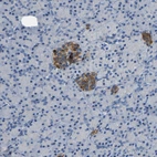 Immunohistochemical staining of human pancreas shows strong cytoplasmic positivity in islets of Langerhans.