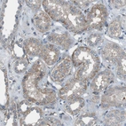 Immunohistochemical staining of human kidney shows low expression as expected.