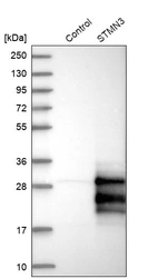 Western blot analysis in control (vector only transfected HEK293T lysate) and STMN3 over-expression lysate (Co-expressed with a C-terminal myc-DDK tag (~3.1 kDa) in mammalian HEK293T cells, LY414288).