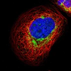 Immunofluorescent staining of human cell line A-431 shows localization to mitochondria.