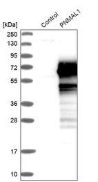 Western blot analysis in control (vector only transfected HEK293T lysate) and PNMAL1 over-expression lysate (Co-expressed with a C-terminal myc-DDK tag (~3.1 kDa) in mammalian HEK293T cells, LY413223).