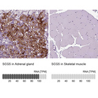 Anti-SCG5 Antibody