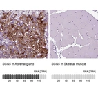 Anti-SCG5 Antibody