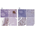 Immunohistochemical staining of human lymphoid tissues, pancreas, pituitary gland and skeletal muscle using Anti-SCG5 antibody HPA013136 (A) shows similar protein distribution across tissues to independent antibody HPA074618 (B).