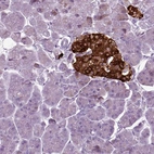 Immunohistochemical staining of human pancreas shows strong cytoplasmic positivity in islets of Langerhans.