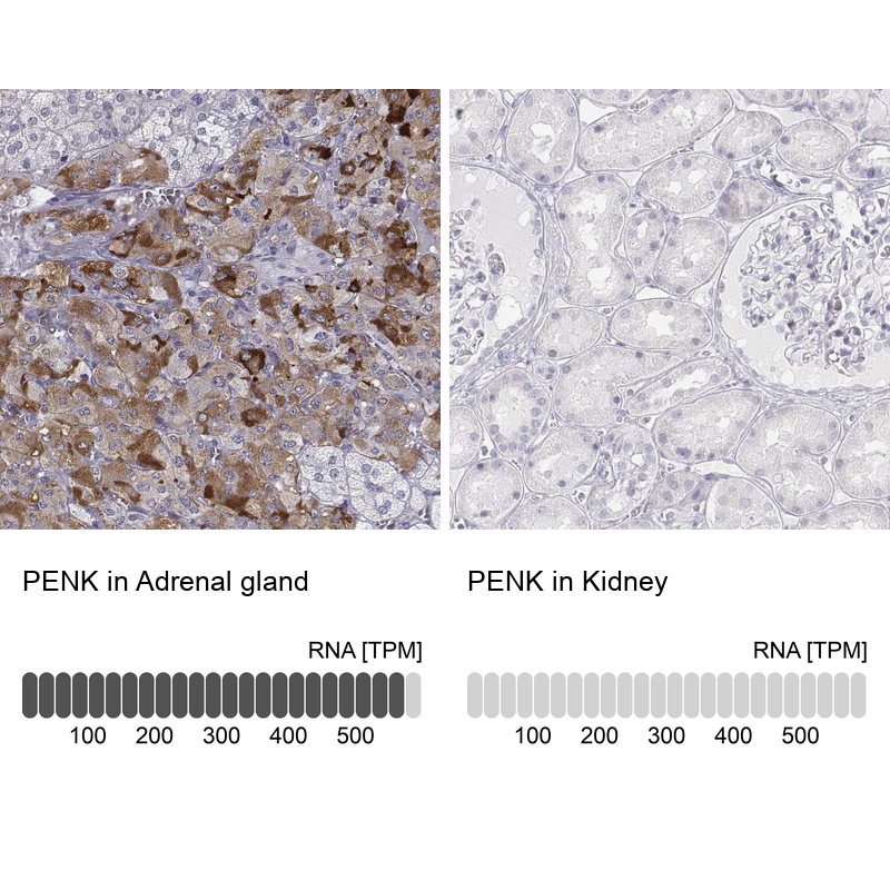 Anti-PENK Antibody