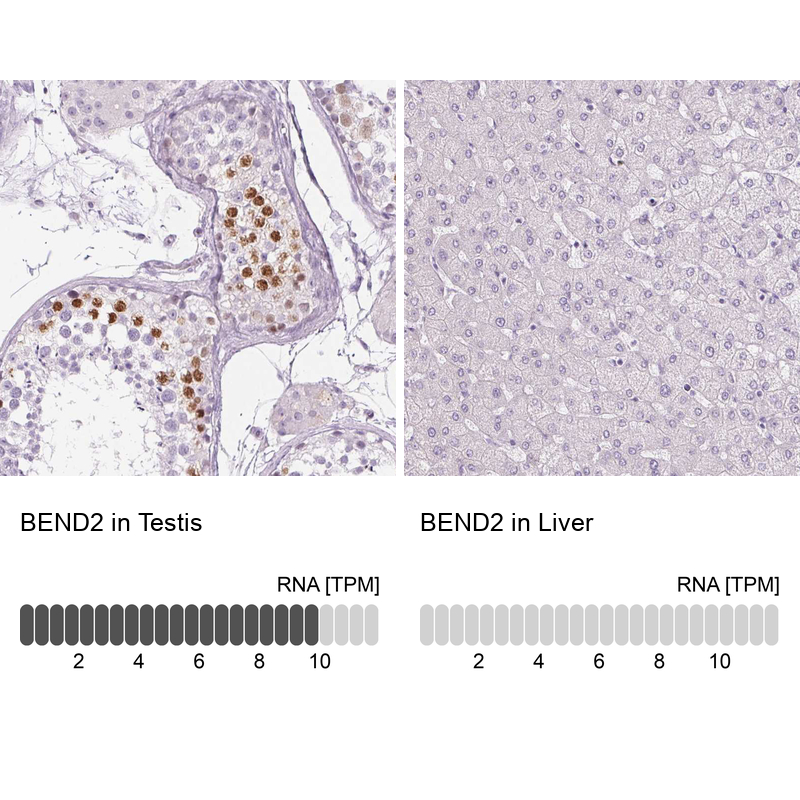 Anti-BEND2 Antibody