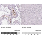 Anti-BEND2 Antibody