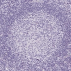 Immunohistochemical staining of human lymph node shows no positivity in germinal center cells as expected.
