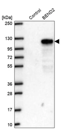 Western blot analysis in control (vector only transfected HEK293T lysate) and BEND2 over-expression lysate (Co-expressed with a C-terminal myc-DDK tag (~3.1 kDa) in mammalian HEK293T cells, LY407063).