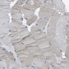 Immunohistochemical staining of human skeletal muscle shows no cytoplasmic positivity in myocytes as expected.