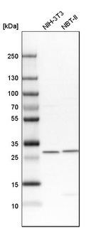 Western blot analysis in mouse cell line NIH-3T3 and rat cell line NBT-II.