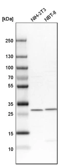 Western blot analysis in mouse cell line NIH-3T3 and rat cell line NBT-II.