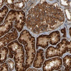 Anti-DNAJC5 Antibody