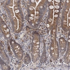 Immunohistochemical staining of human small intestine shows moderate cytoplasmic positivity in glandular cells.