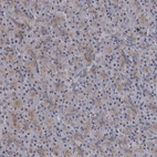 Immunohistochemical staining of human pancreas shows very weak positivity in exocrine glandular cells as expected.