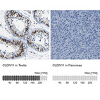 Anti-CLDN11 Antibody
