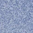 Immunohistochemical staining of human Pancreas shows no positivity in exocrine glandular cells as expected.