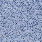 Anti-CLDN11 Antibody