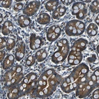 Immunohistochemical staining of human duodenum shows strong cytoplasmic positivity in glandular cells.