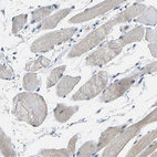 Immunohistochemical staining of human skeletal muscle shows negative to very weak positivity in myocytes.