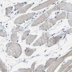 Immunohistochemical staining of human skeletal muscle shows negative to very weak positivity in myocytes.