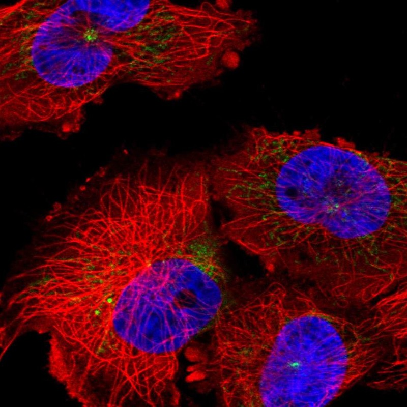 Anti-INTS6L Antibody