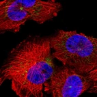 Anti-INTS6L Antibody