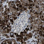 Immunohistochemical staining of human pancreas shows moderate to strong cytoplasmic positivity in exocrine glandular cells.