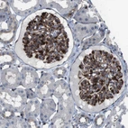 Immunohistochemical staining of human kidney shows strong cytoplasmic/membranous positivity in cells in glomeruli.