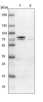 Lane 1: NIH-3T3 cell lysate (Mouse embryonic fibroblast cells)_br/_Lane 2: NBT-II cell lysate (Rat Wistar bladder tumour cells)